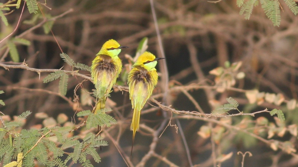 Asian Green Bee-eater - ML33824631