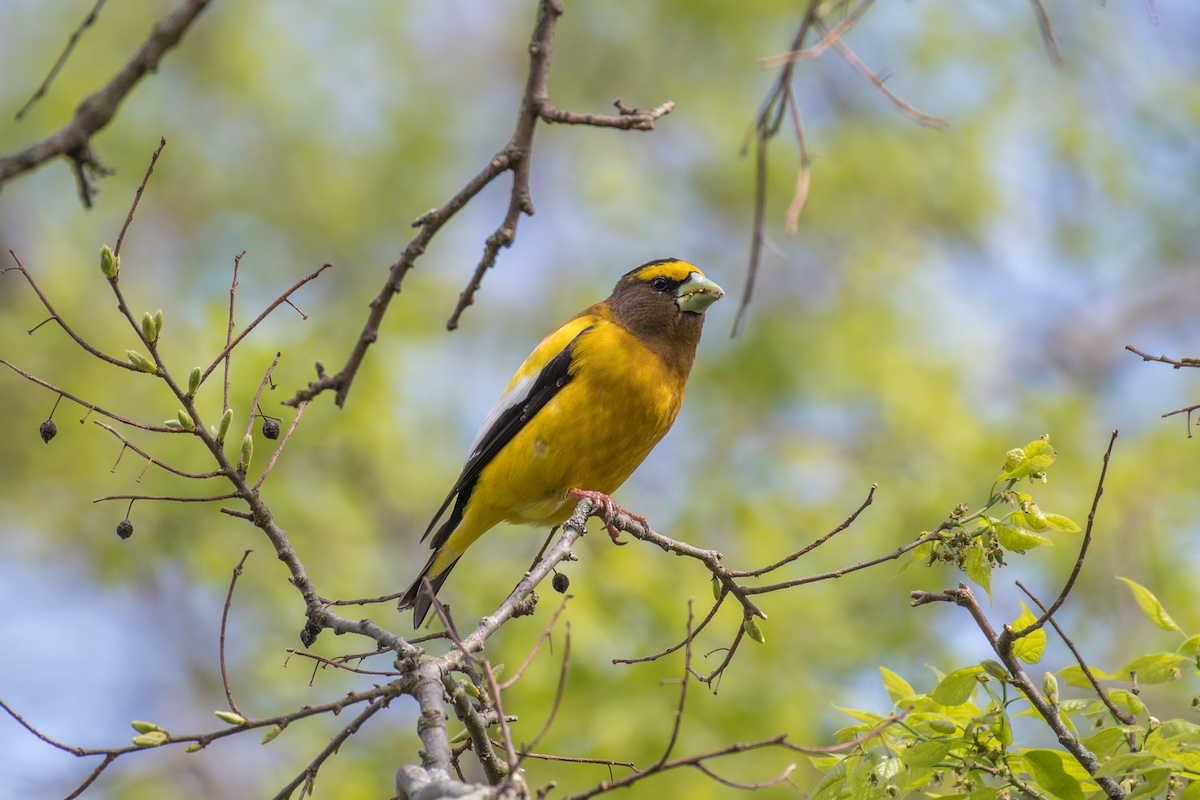 Evening Grosbeak - Dave DeSarno