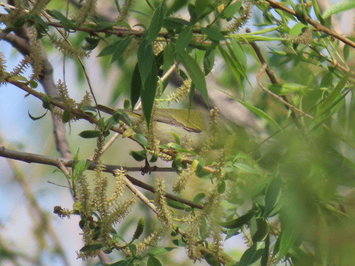 Tennessee Warbler - ML338247941
