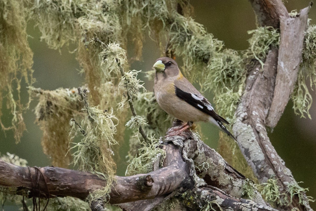 Evening Grosbeak (type 1) - ML338248161