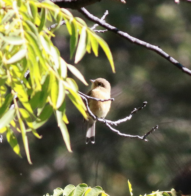 Buff-breasted Flycatcher - Nathan Gatto