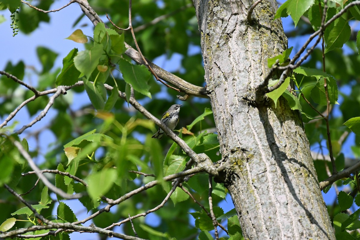 Yellow-rumped Warbler (Myrtle) - ML338249161