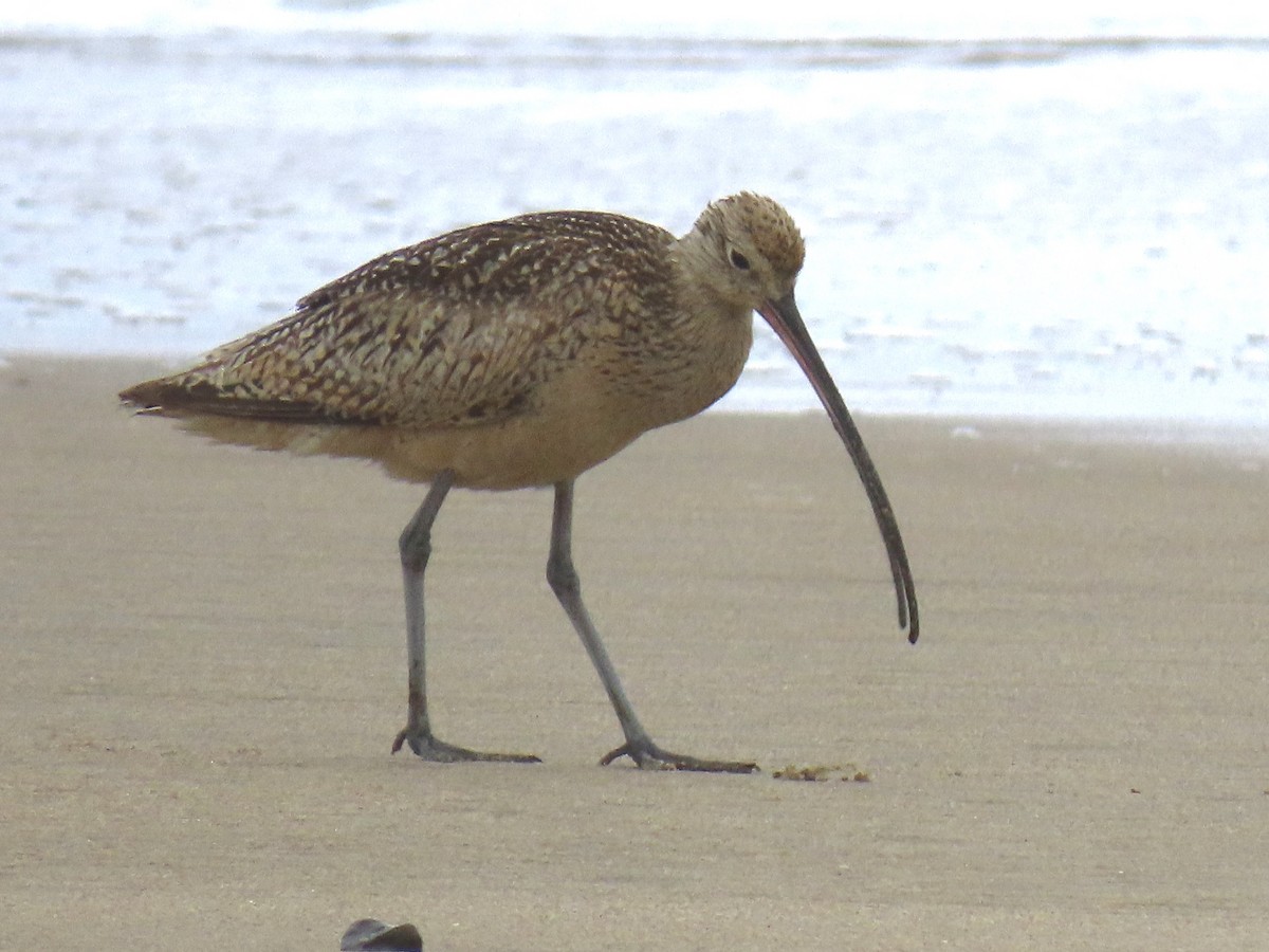 Long-billed Curlew - Alane Gray