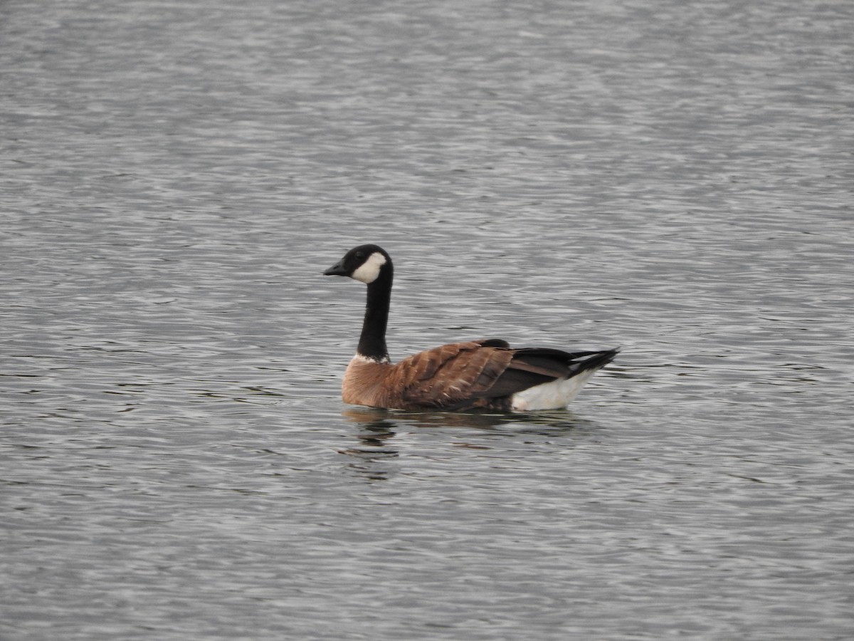 Cackling Goose (Richardson's) - ML33825001