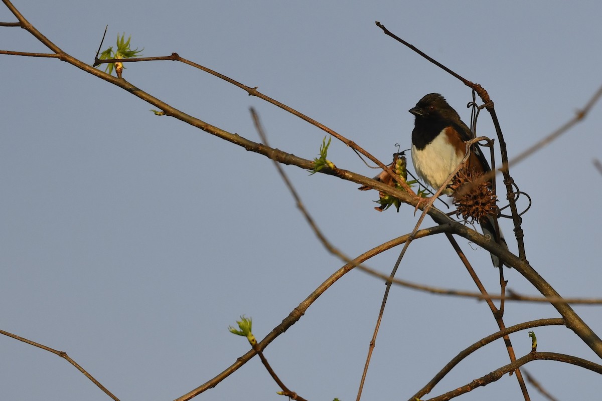 Eastern Towhee (Red-eyed) - ML338251141