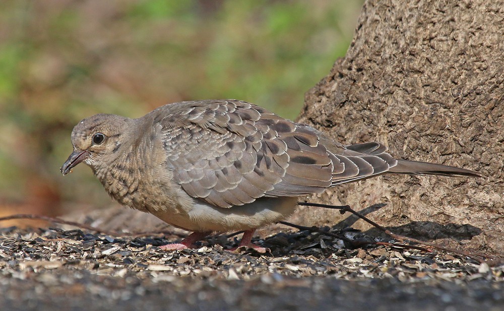 Tourterelle triste - ML33825171