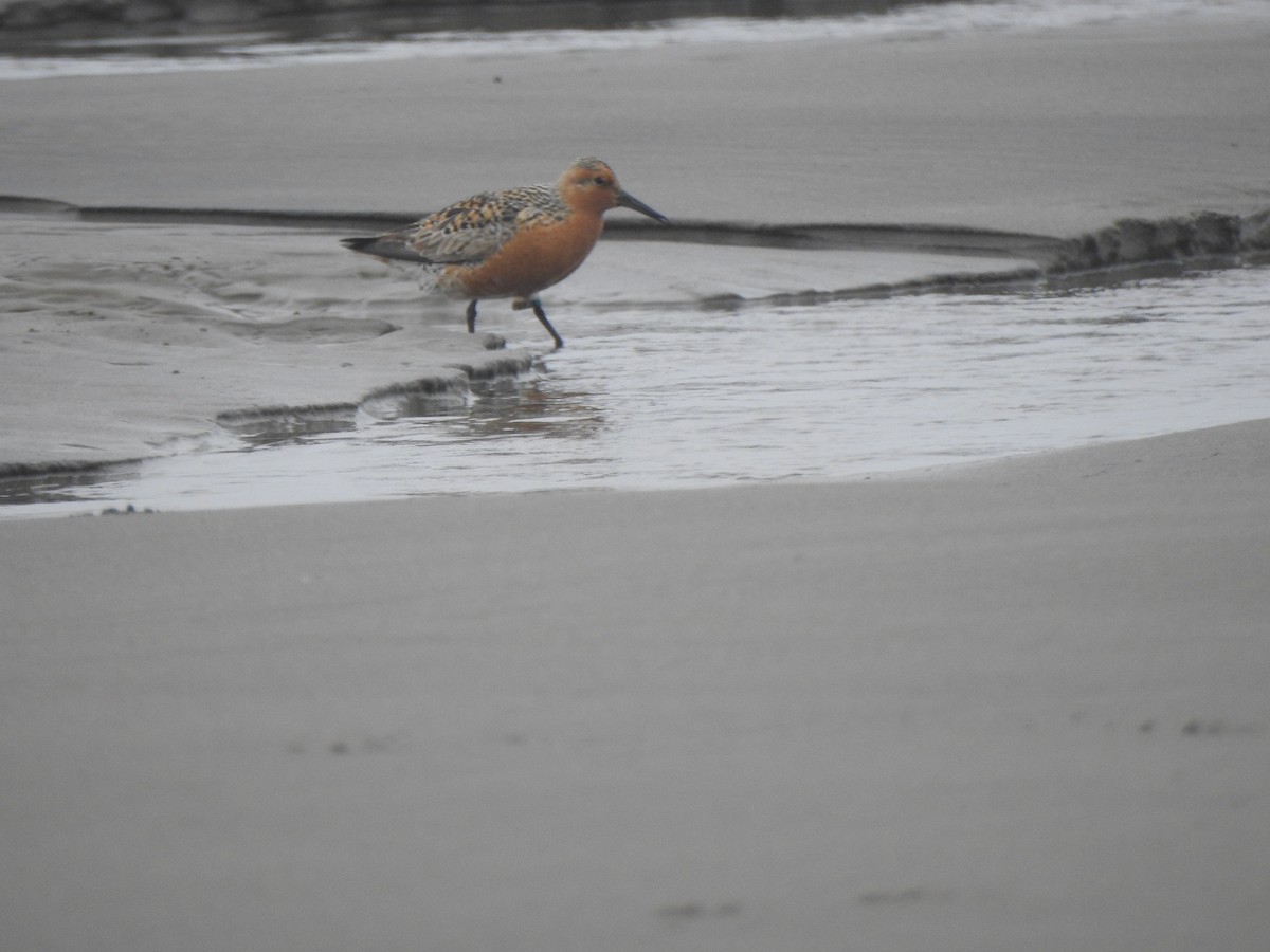 Red Knot - ML338253421