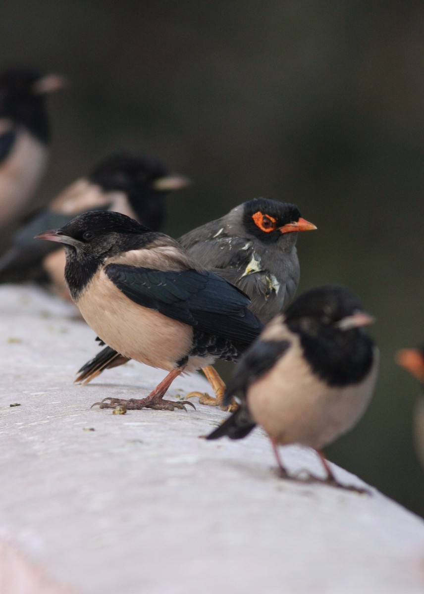 Rosy Starling - ML33825411