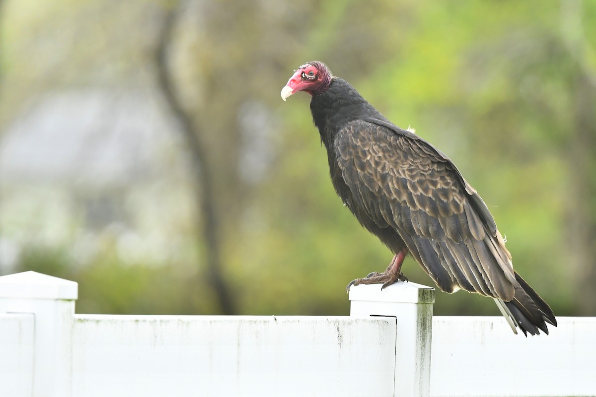 Turkey Vulture (Northern) - Jonathan Irons