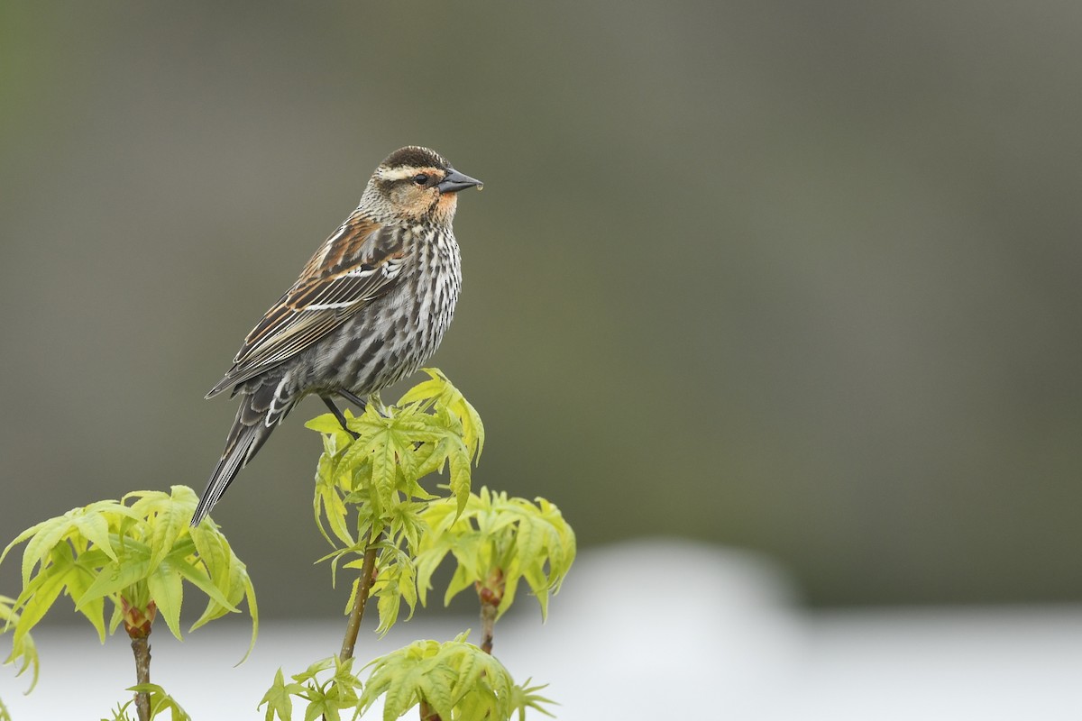 Red-winged Blackbird - ML338255101