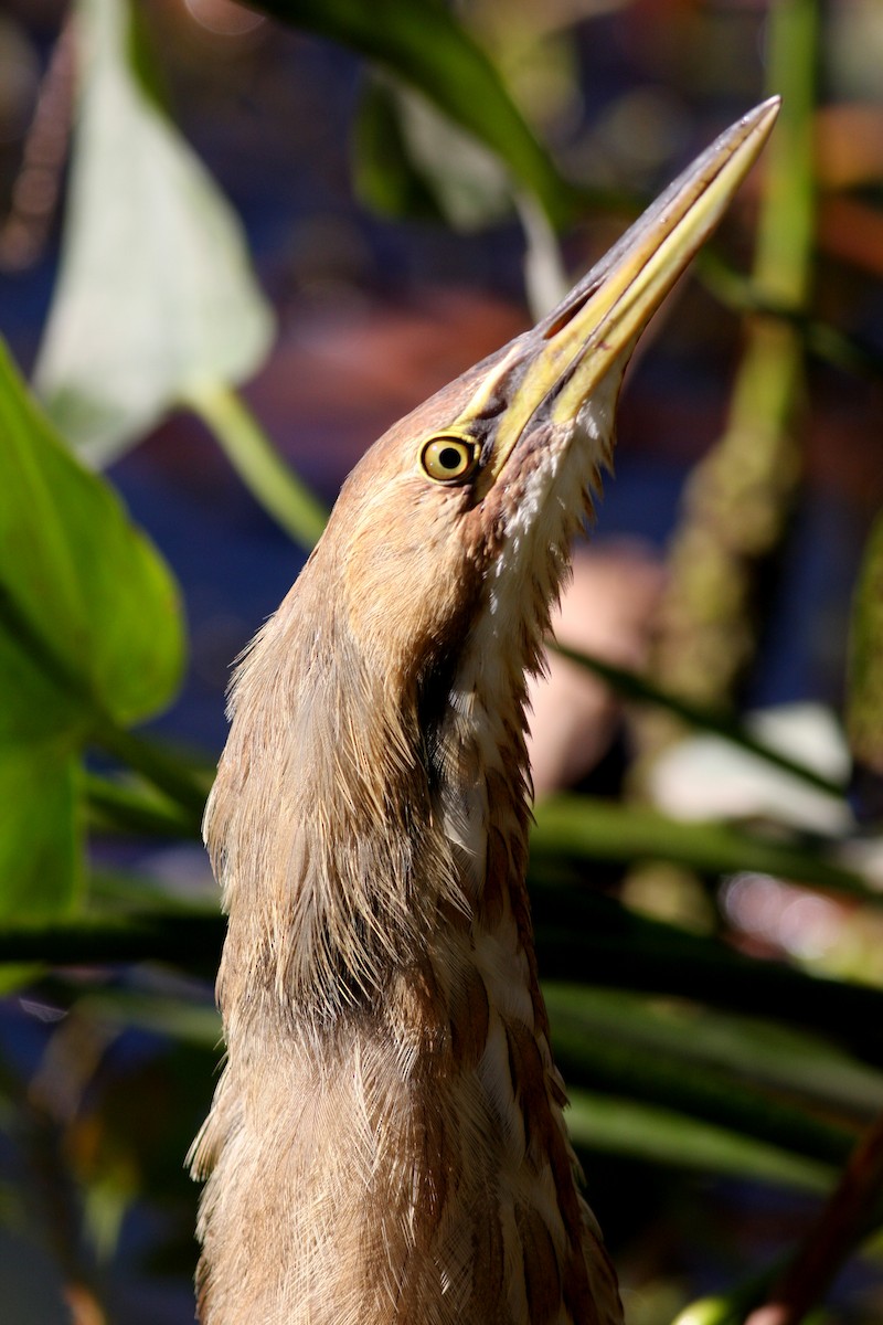 American Bittern - ML33825581