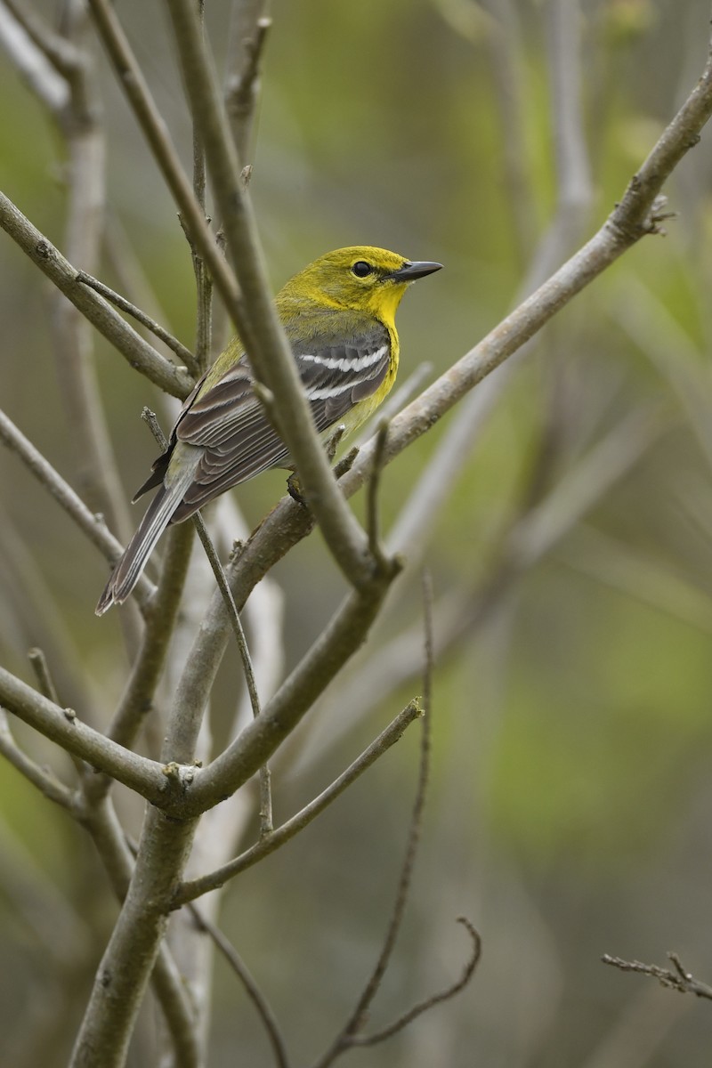 Pine Warbler - ML338256071