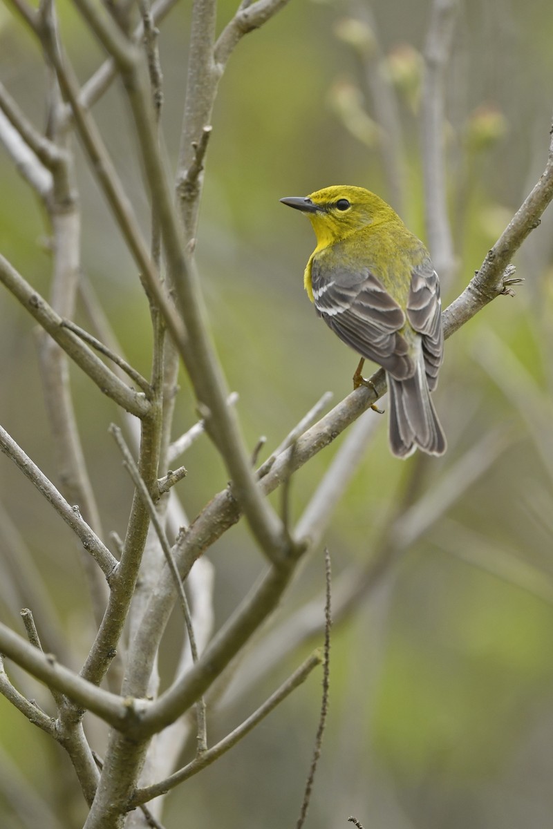 Pine Warbler - ML338256111