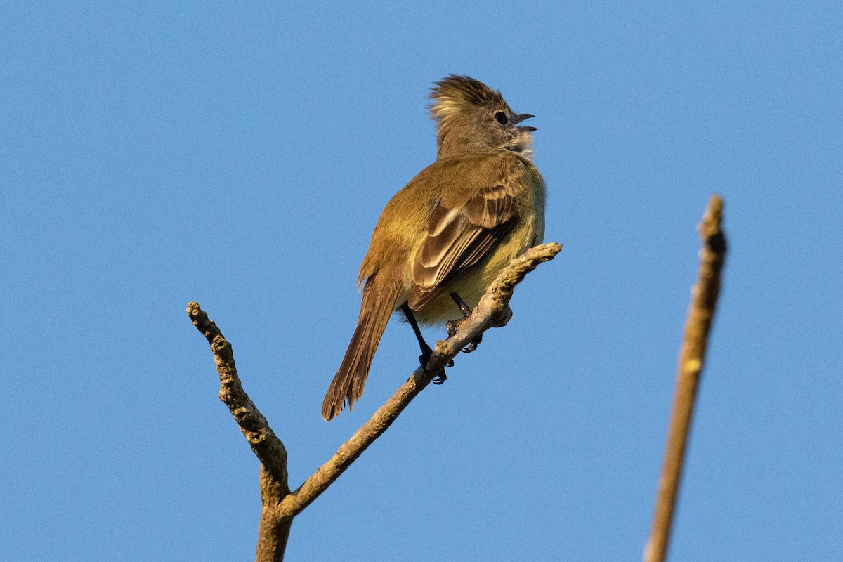 Yellow-bellied Elaenia - ML338258651