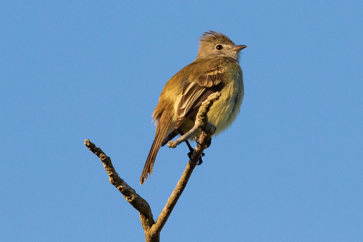 Yellow-bellied Elaenia - ML338258781