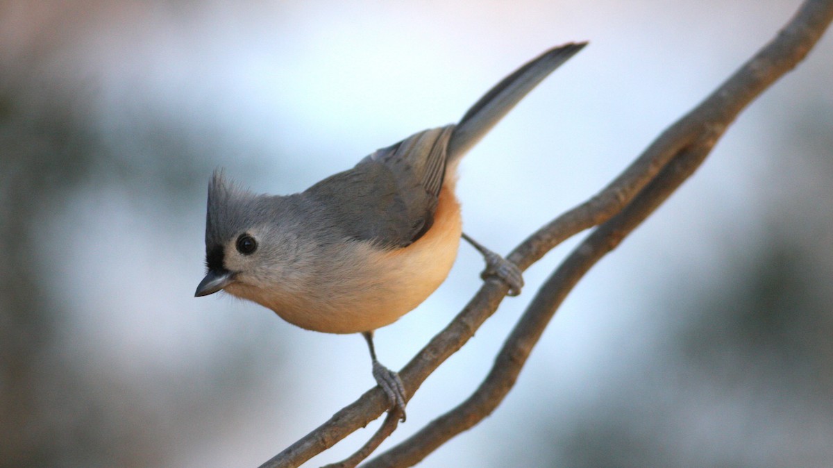 Tufted Titmouse - ML33825881