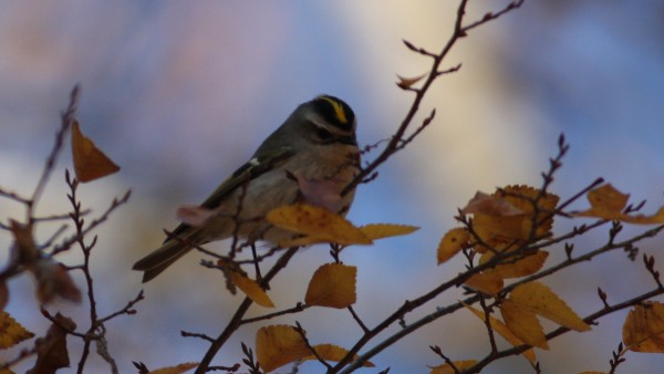 Golden-crowned Kinglet - ML33825951