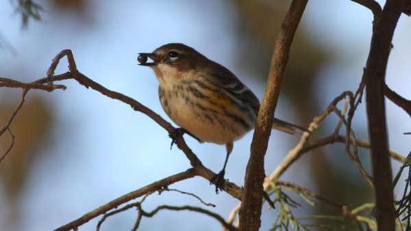 lesňáček žlutoskvrnný (ssp. coronata) - ML33826001