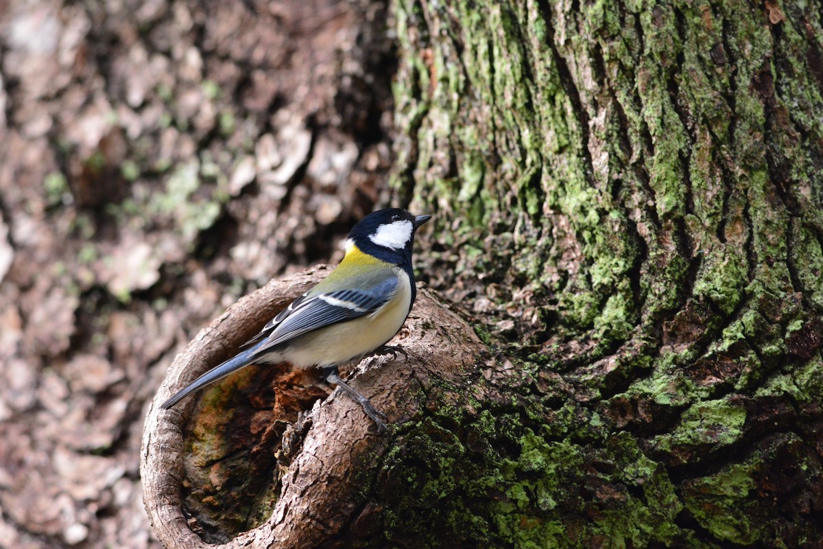 Asian Tit (Japanese) - Tatsutomo Chin