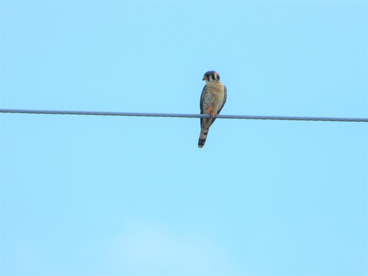 American Kestrel - ML338260451