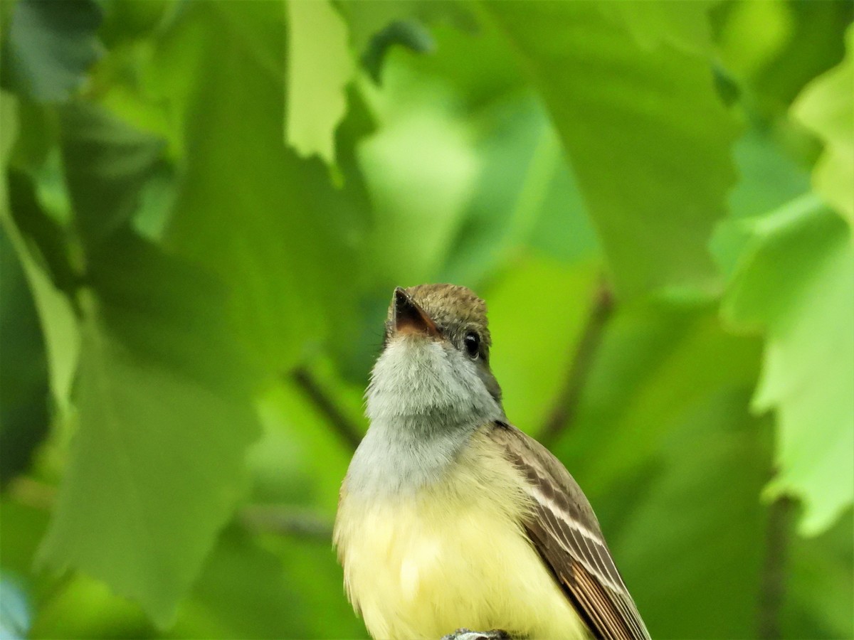 Great Crested Flycatcher - ML338260511