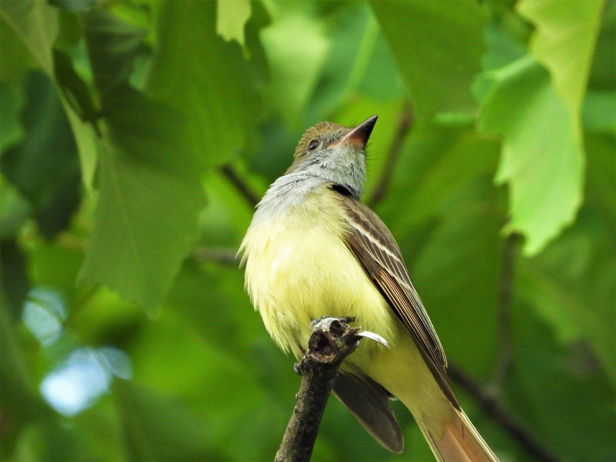 Great Crested Flycatcher - ML338260531