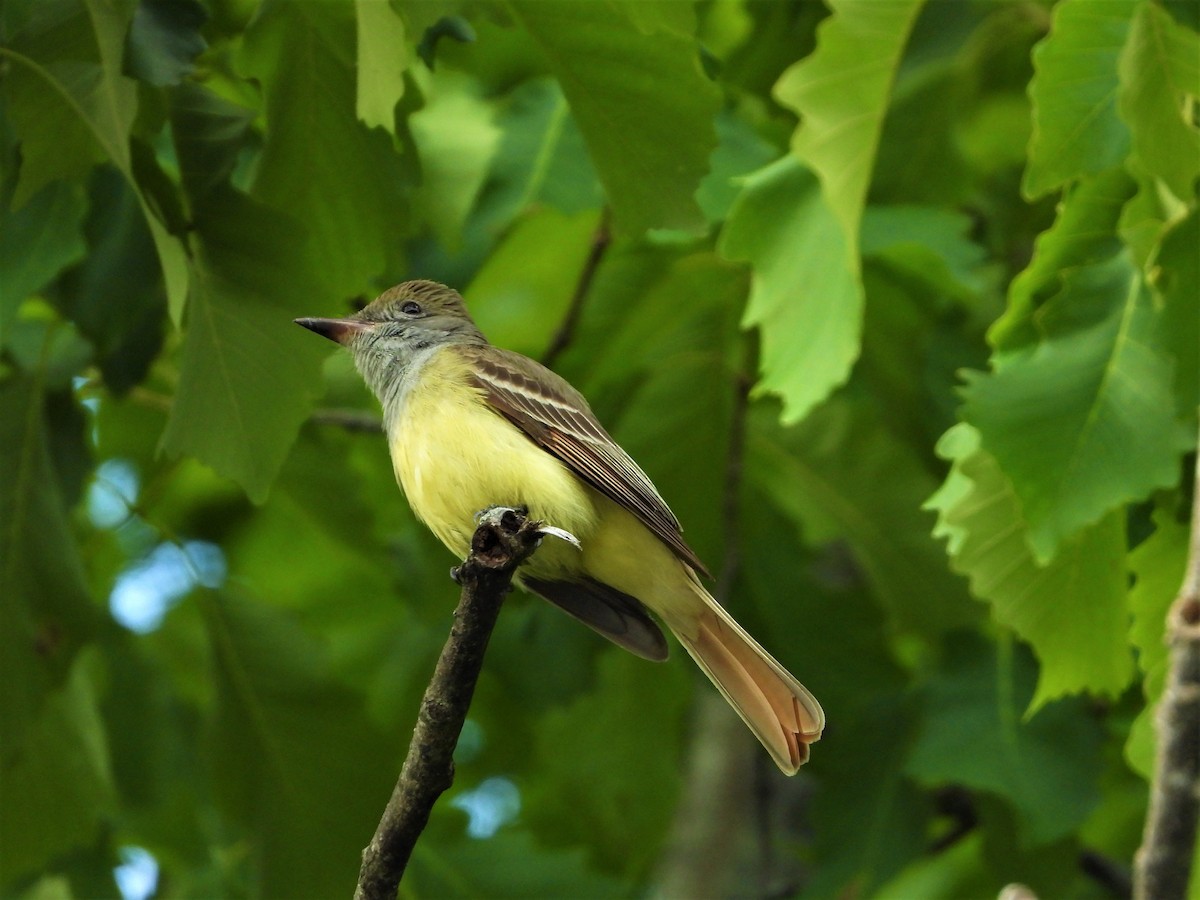 Great Crested Flycatcher - ML338260561