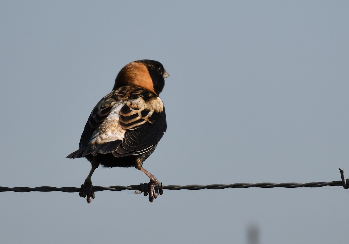 Bobolink - ML338260881