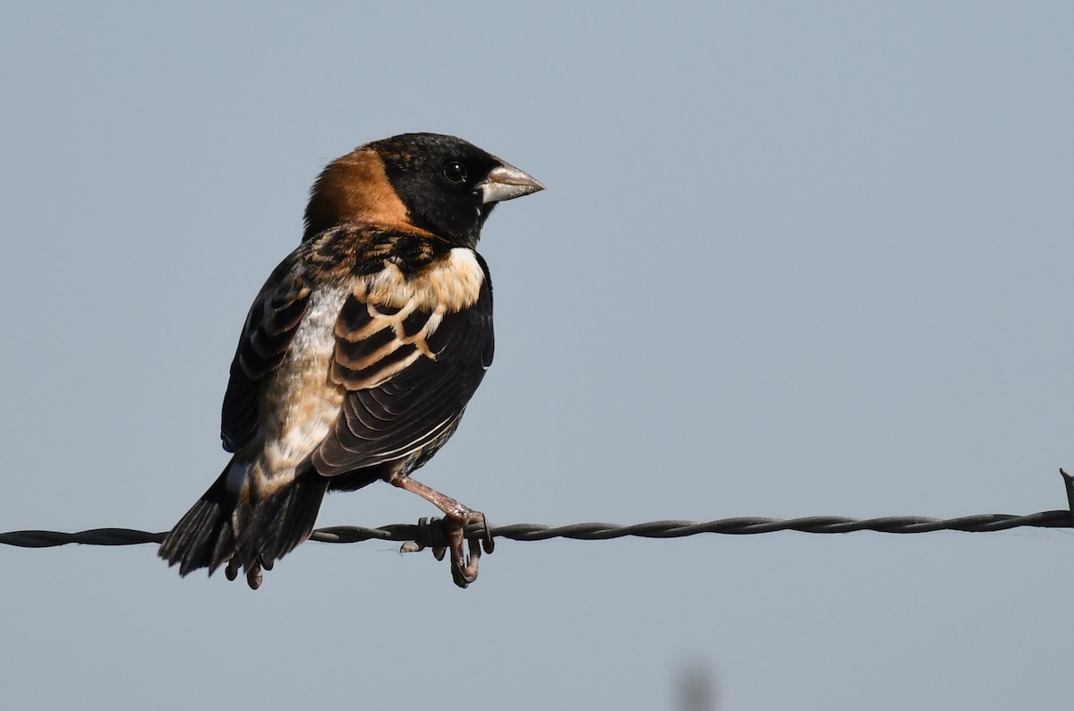Bobolink - ML338260901