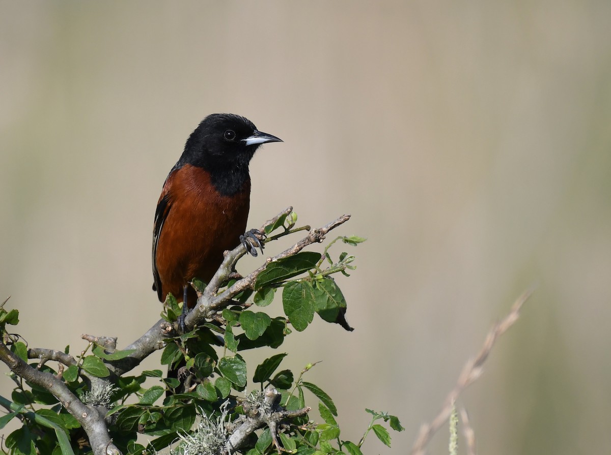 Orchard Oriole - ML338260981