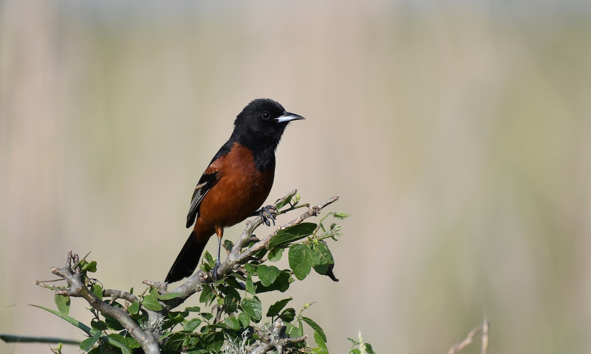 Orchard Oriole - ML338261021