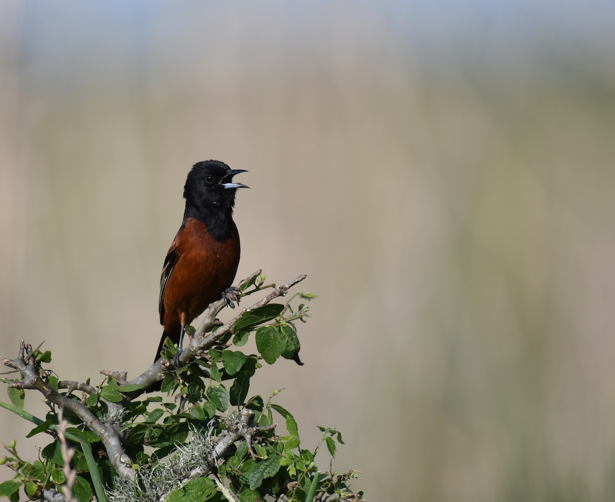 Orchard Oriole - ML338261051