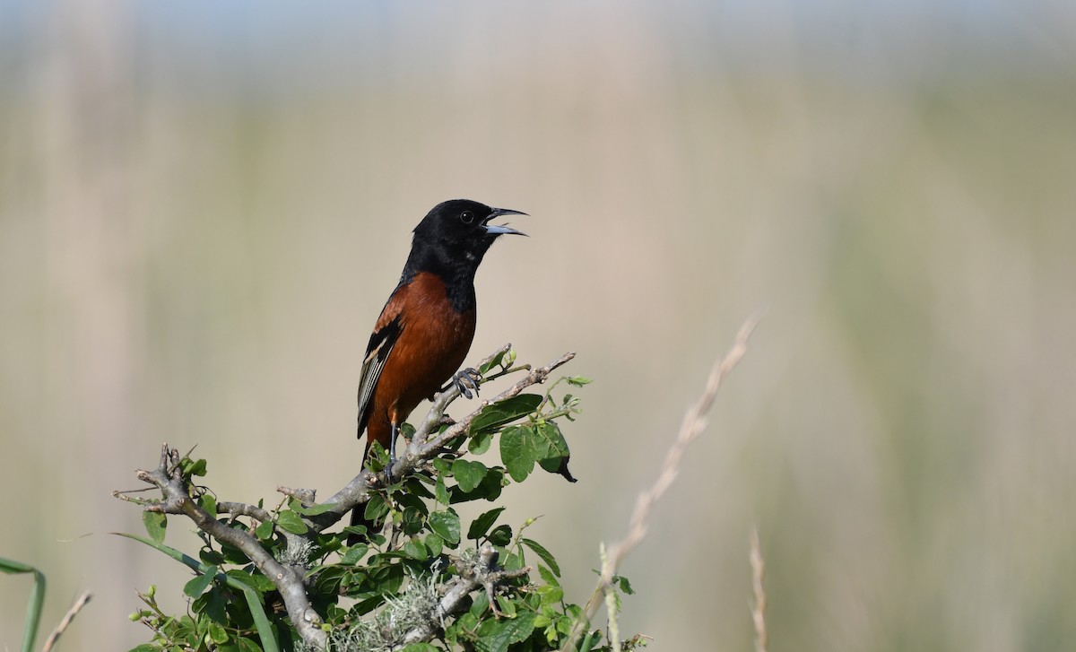Orchard Oriole - ML338261061