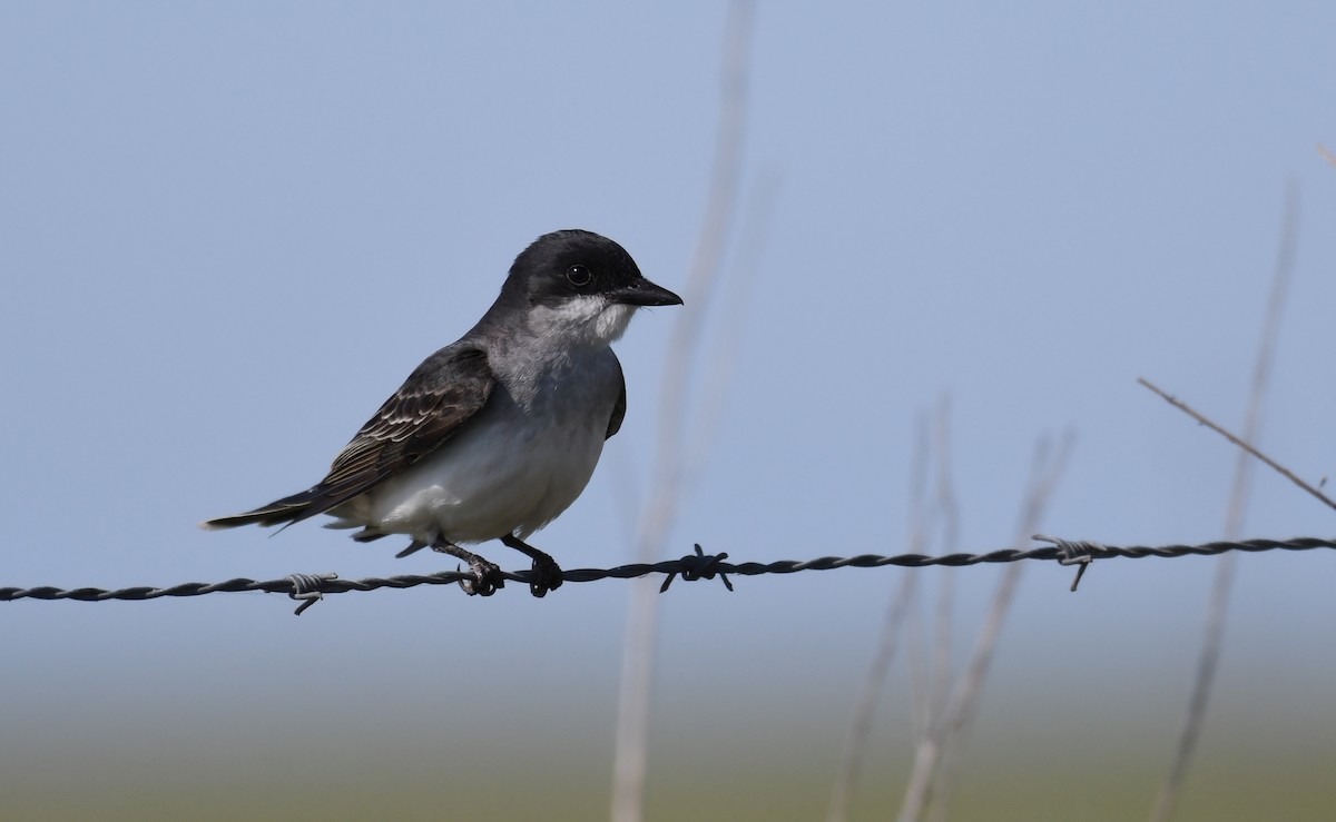 Eastern Kingbird - ML338261121
