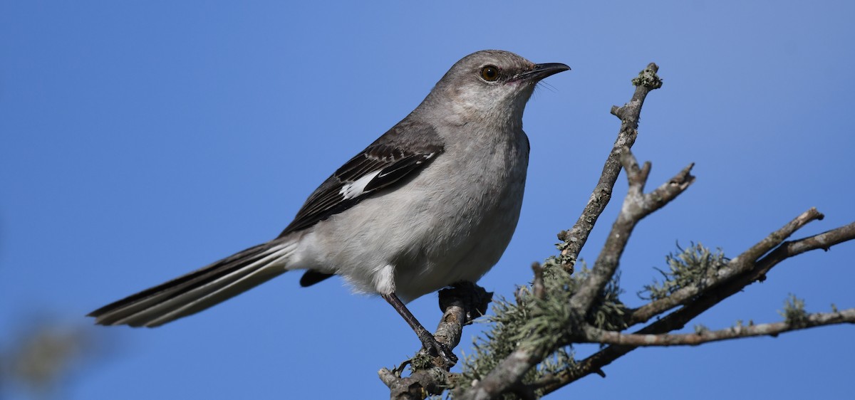 Northern Mockingbird - ML338261161