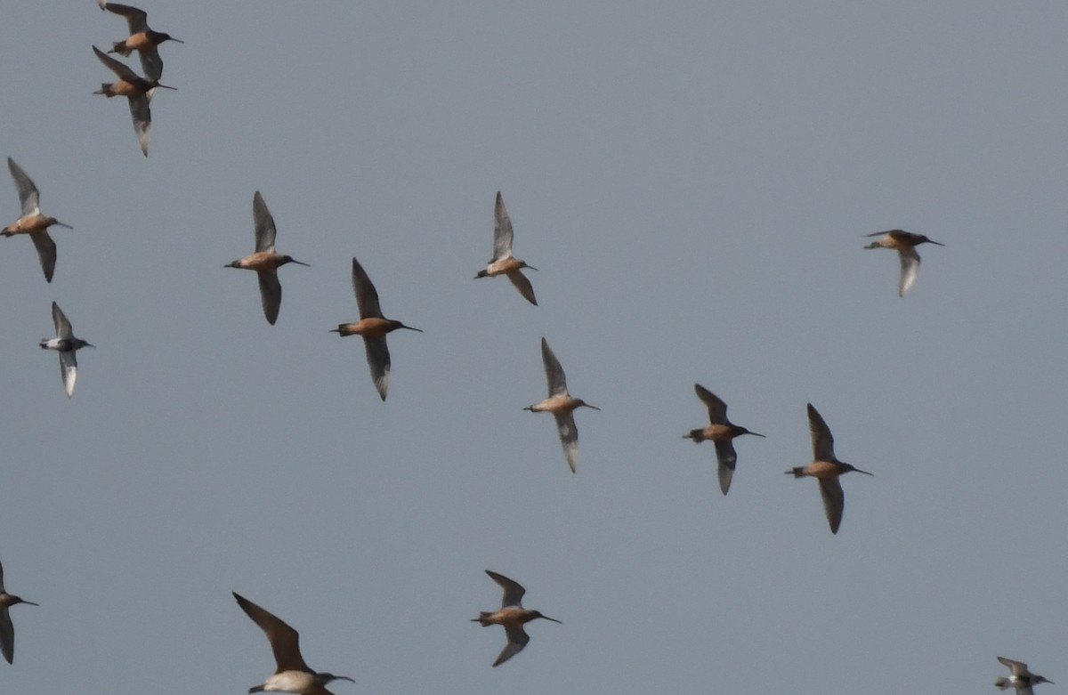 Short-billed Dowitcher - ML338261251