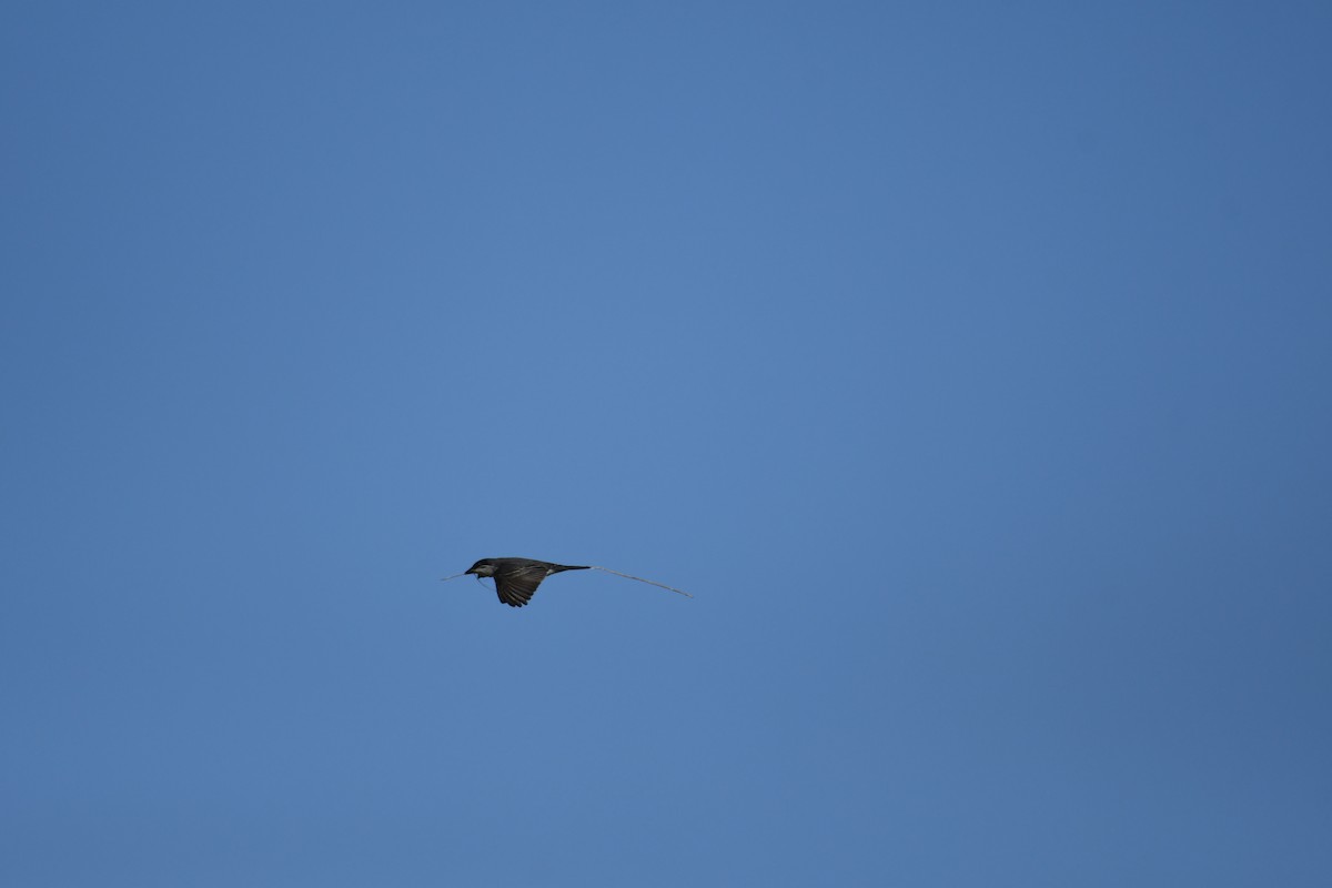 Eastern Kingbird - ML338261311