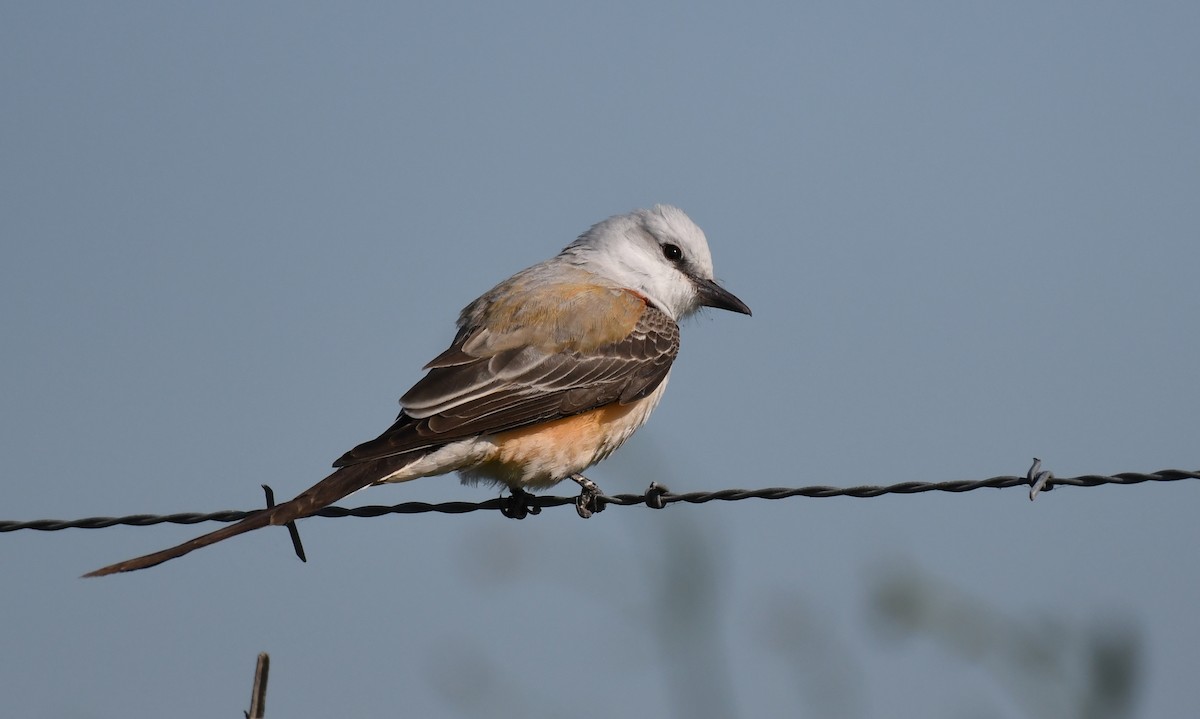 Scissor-tailed Flycatcher - ML338261841