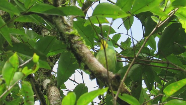 Green Shrike-Vireo - ML338262921