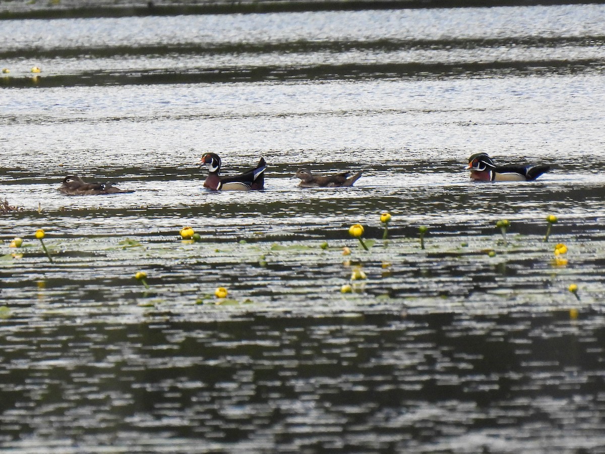 Wood Duck - ML338263351