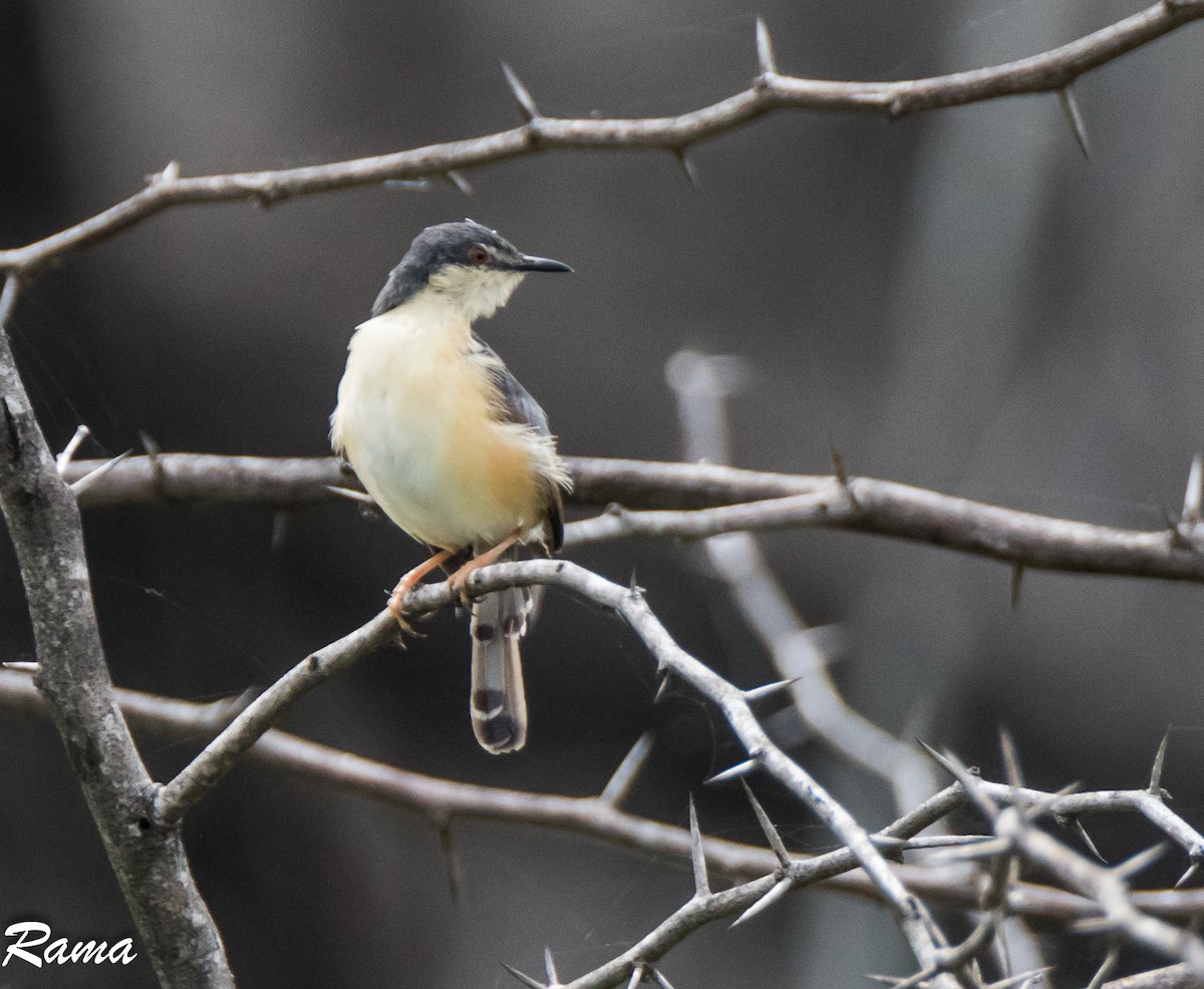 Ashy Prinia - ML33826361