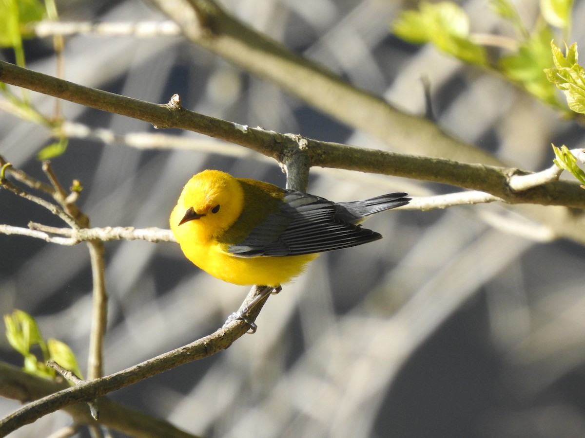 Prothonotary Warbler - ML338264021