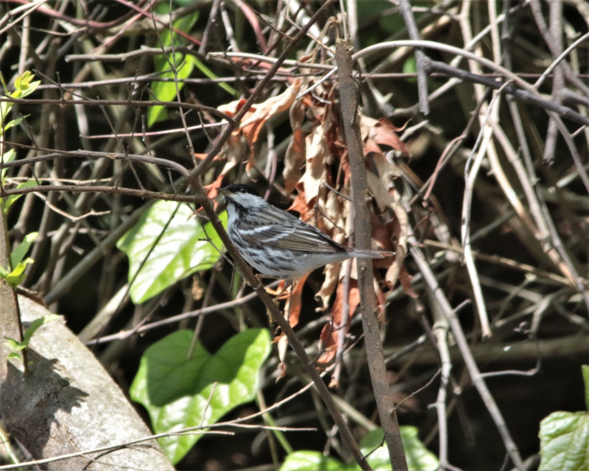 Paruline rayée - ML338264251