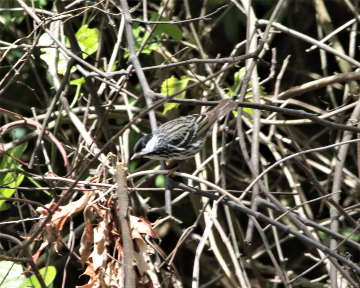 Blackpoll Warbler - Rick Kittinger