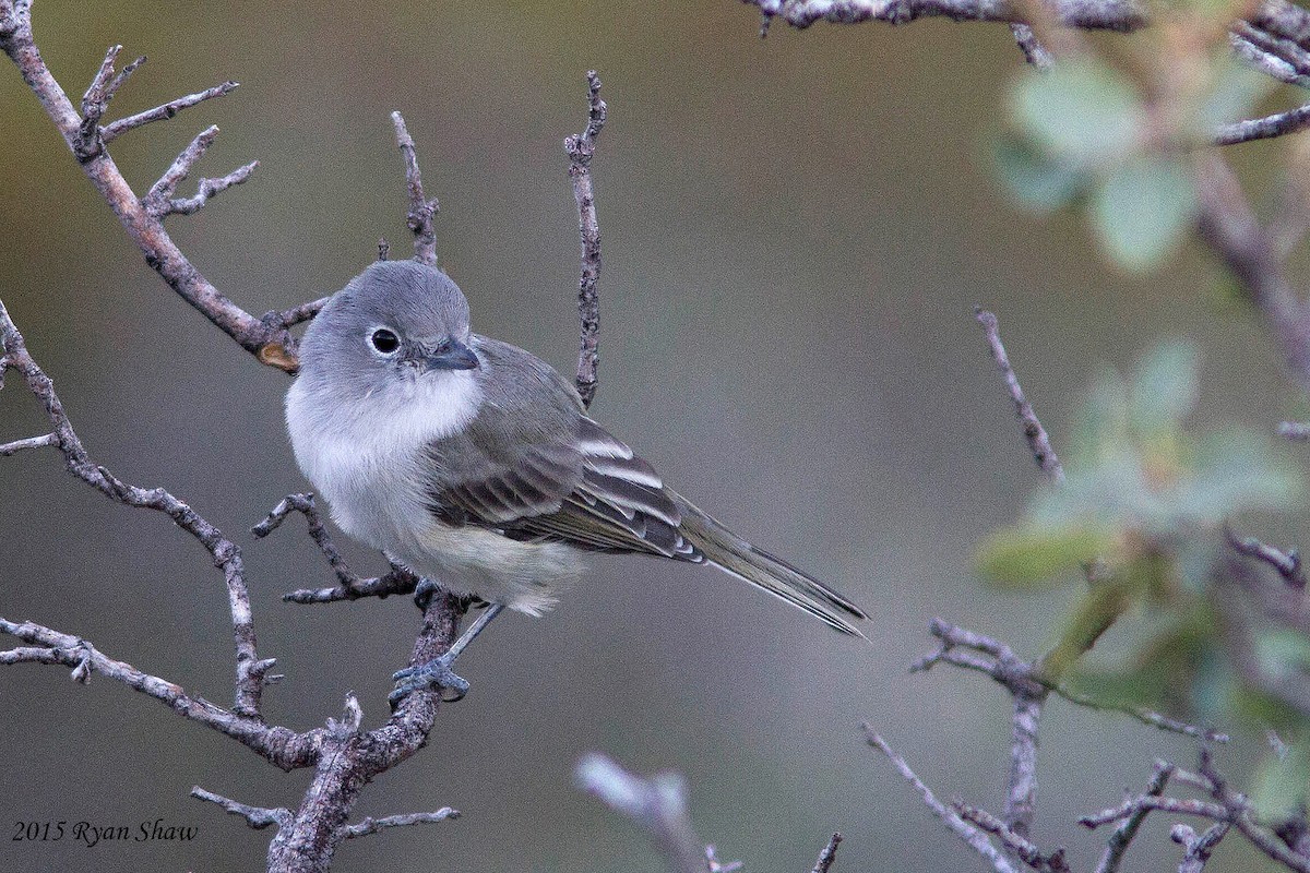 Vireo Gris - ML33826481