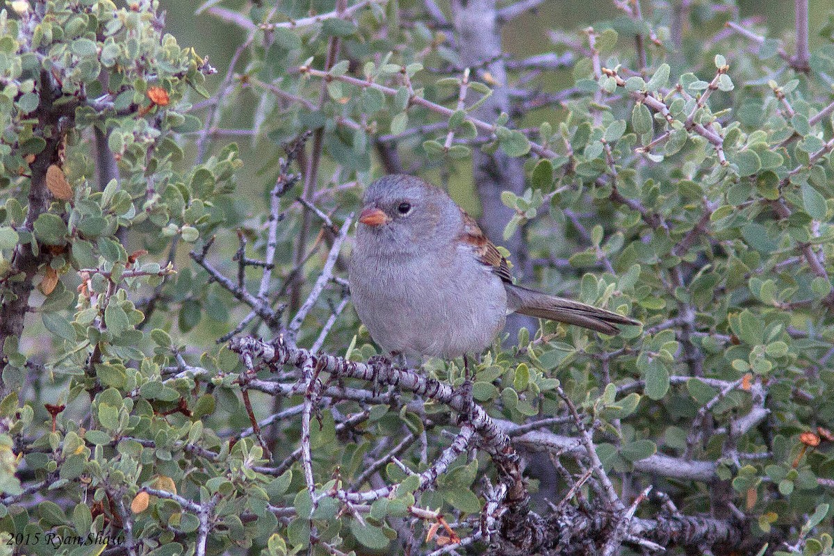 Black-chinned Sparrow - ML33826501