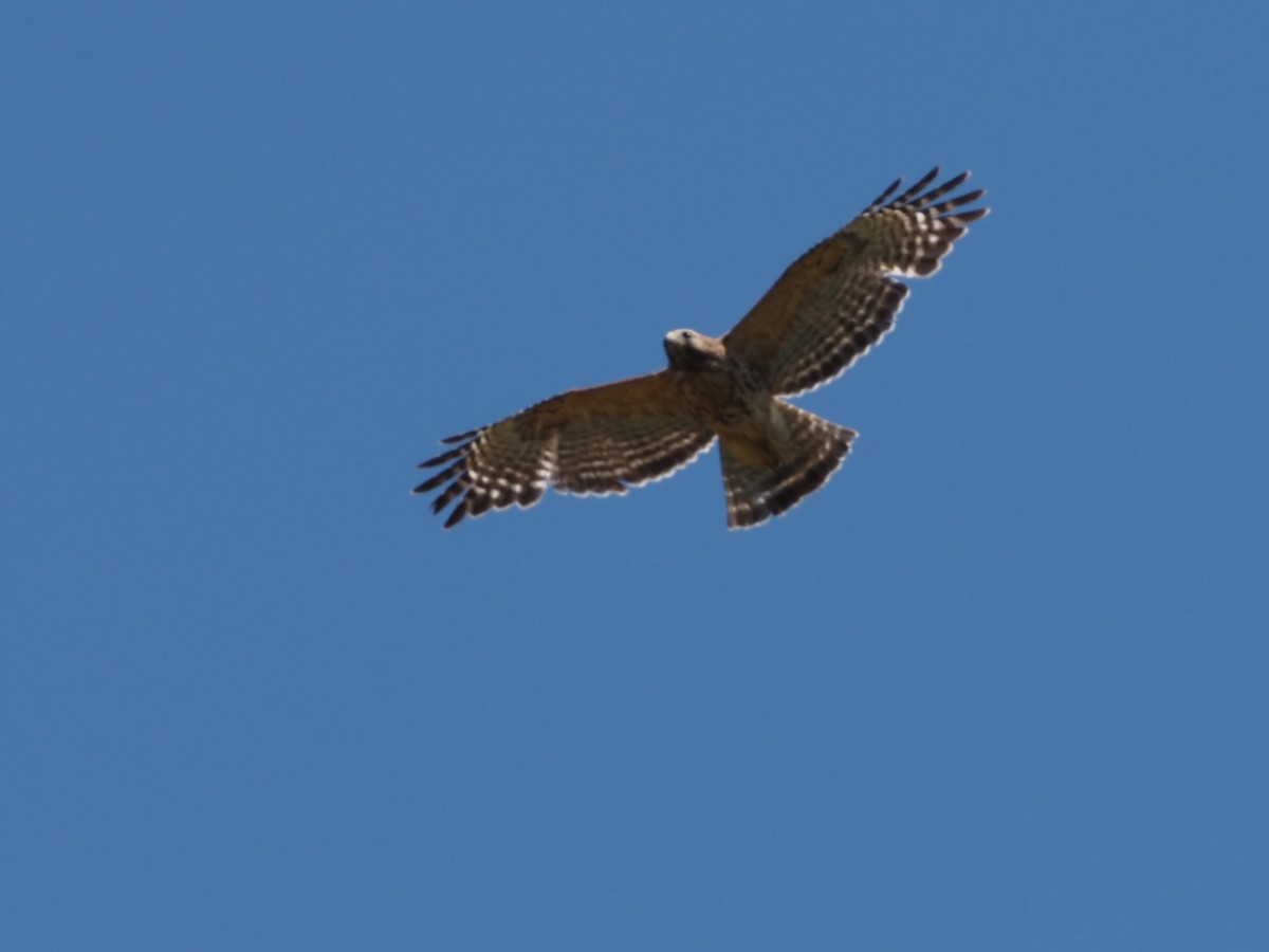 Red-shouldered Hawk - ML338267481