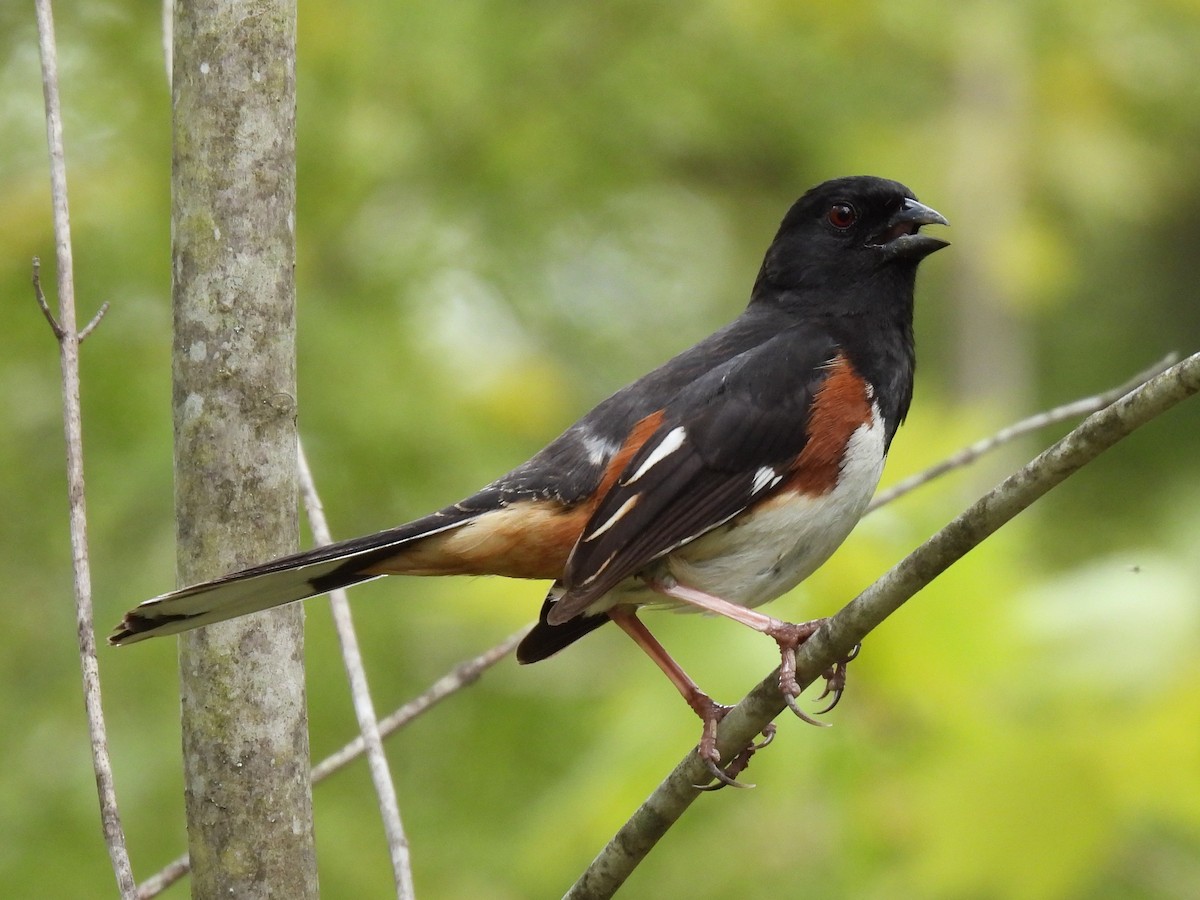 Eastern Towhee - ML338268711