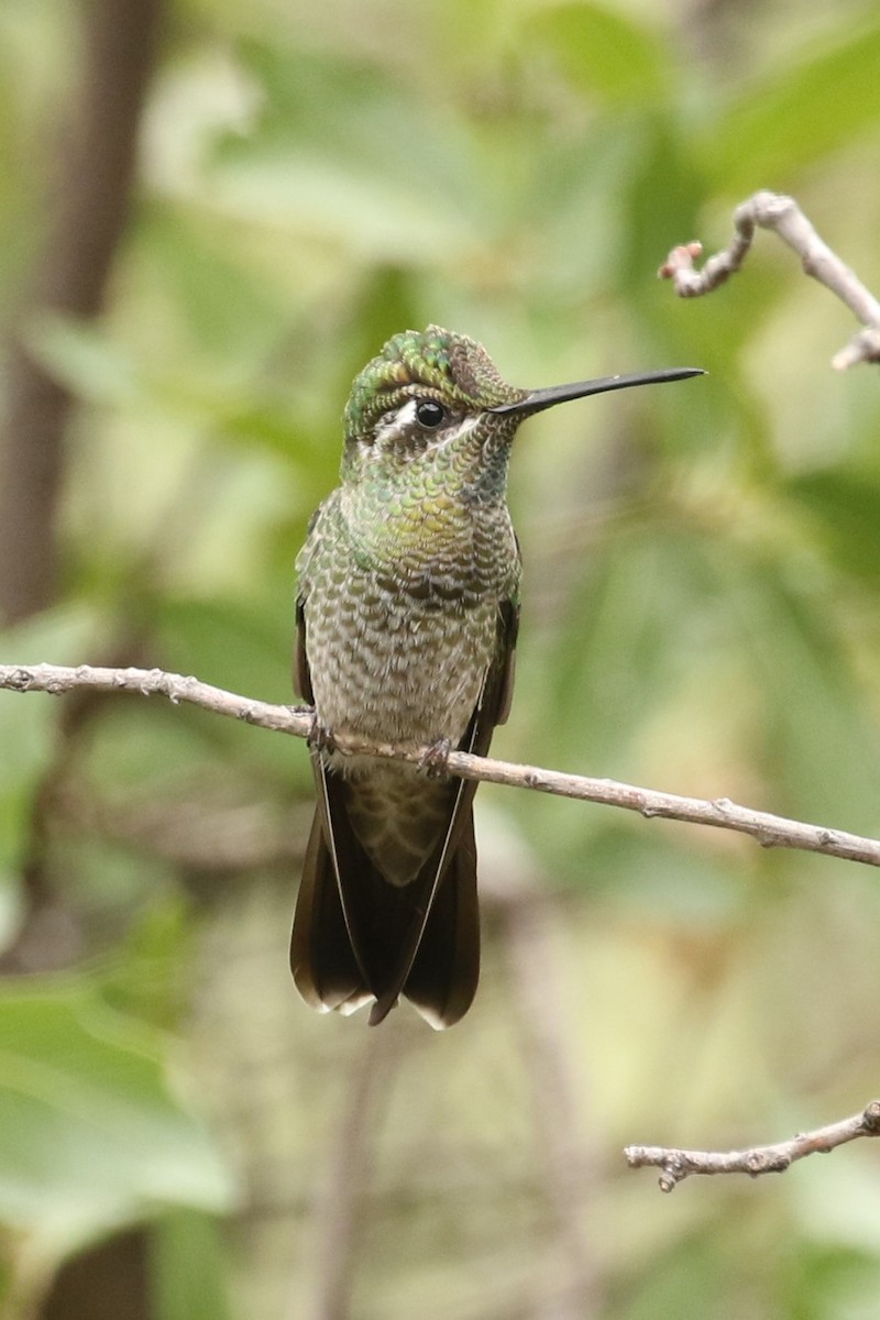 Rivoli's Hummingbird - Bob Friedrichs