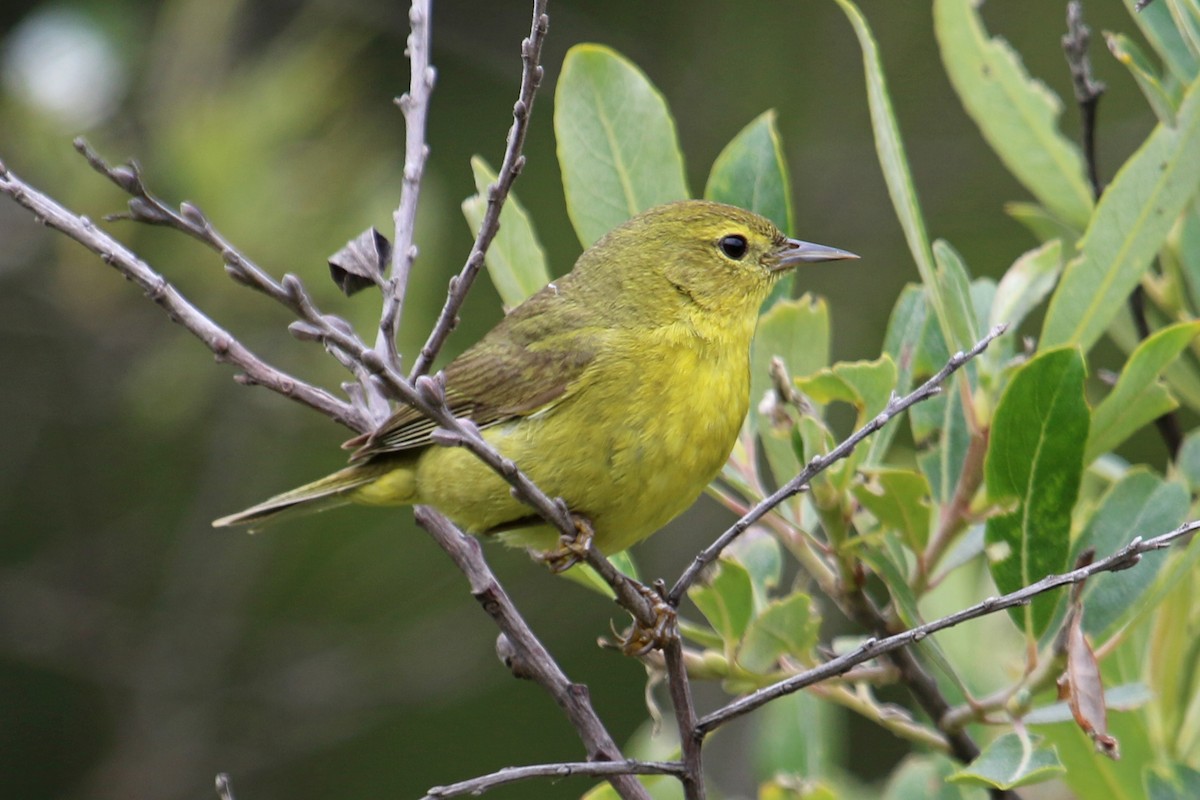 Orange-crowned Warbler (lutescens) - ML338269781